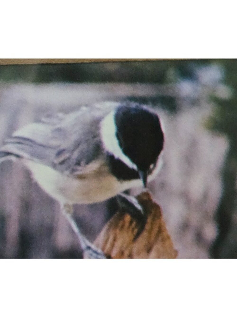 Gold Framed Chickadee Floral Butterfly Photo Print Grandma Country Cottage - Picture 8 of 10